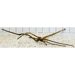 Spiderwood 254
