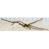 Spiderwood 254
