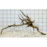 Spiderwood 257