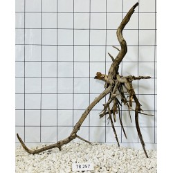 Spiderwood 257