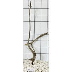 Spiderwood 258