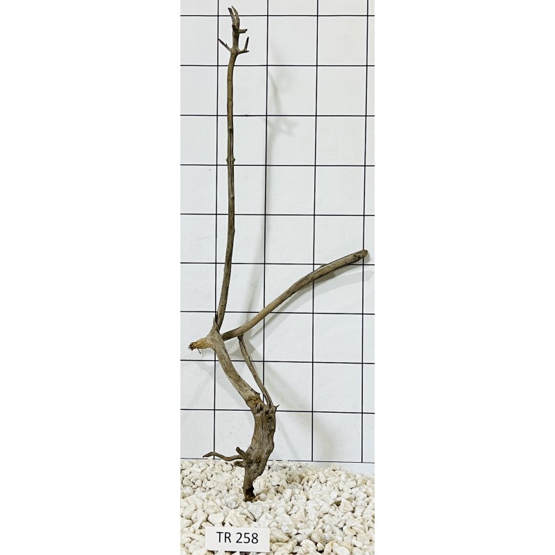 Spiderwood 258