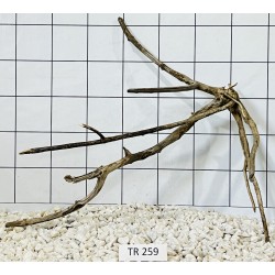 Spiderwood 259