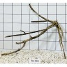 Spiderwood 259