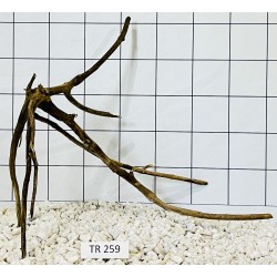 Spiderwood 259