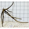 Spiderwood 259