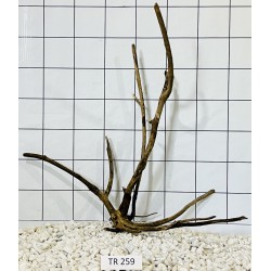 Spiderwood 259