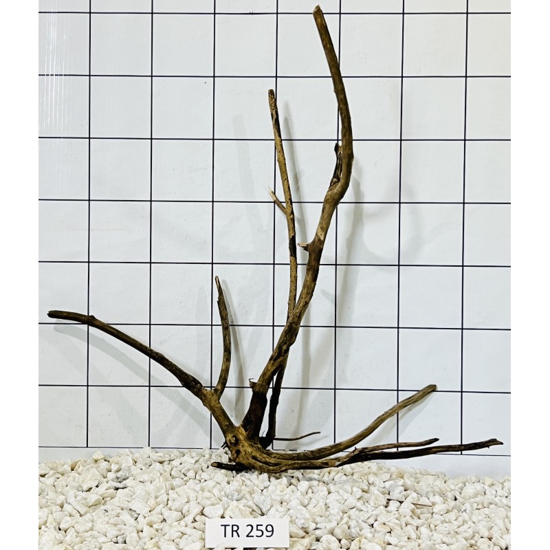 Spiderwood 259