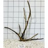 Spiderwood 259