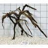 Spiderwood 260