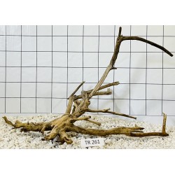 Spiderwood 261