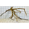 Spiderwood 261