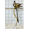 Spiderwood 263