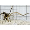 Spiderwood 263