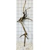 Spiderwood 264