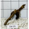 Stump wood 05