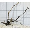 Spiderwood 265