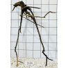 Spiderwood 265