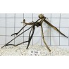 Spiderwood 266