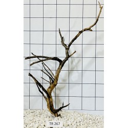 Spiderwood 267