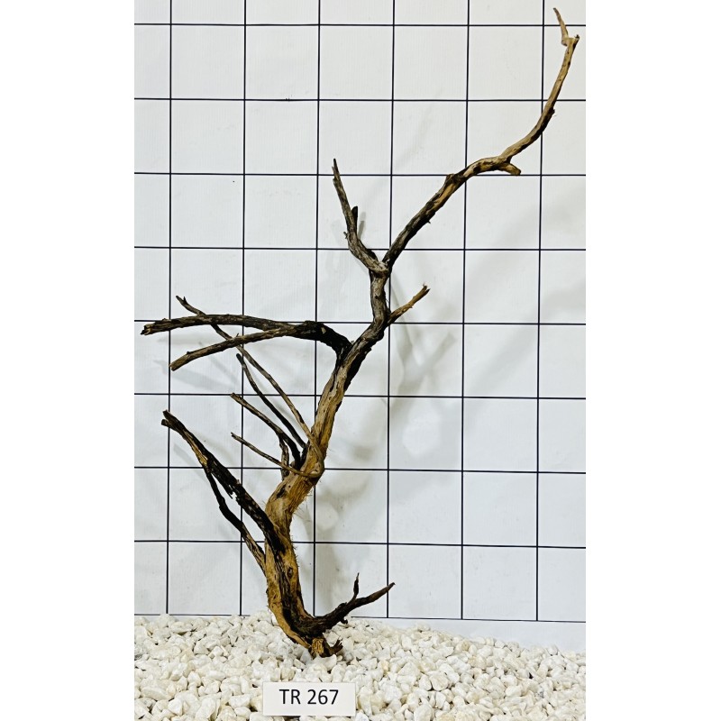 Spiderwood 267