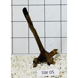 Stump wood 05