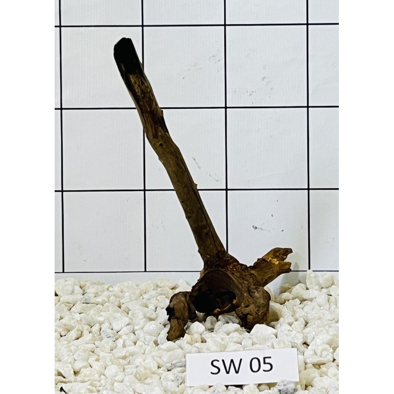 Stump wood 05