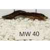 Mangrovewood 40