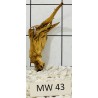 Mangrovewood 43