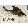 Mangrovewood 46