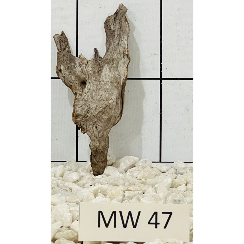 Mangrovewood 47