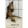 Mangrovewood 51