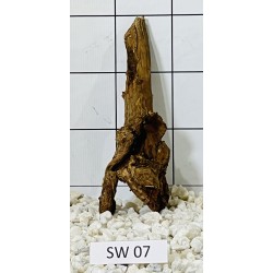 Stump wood 07