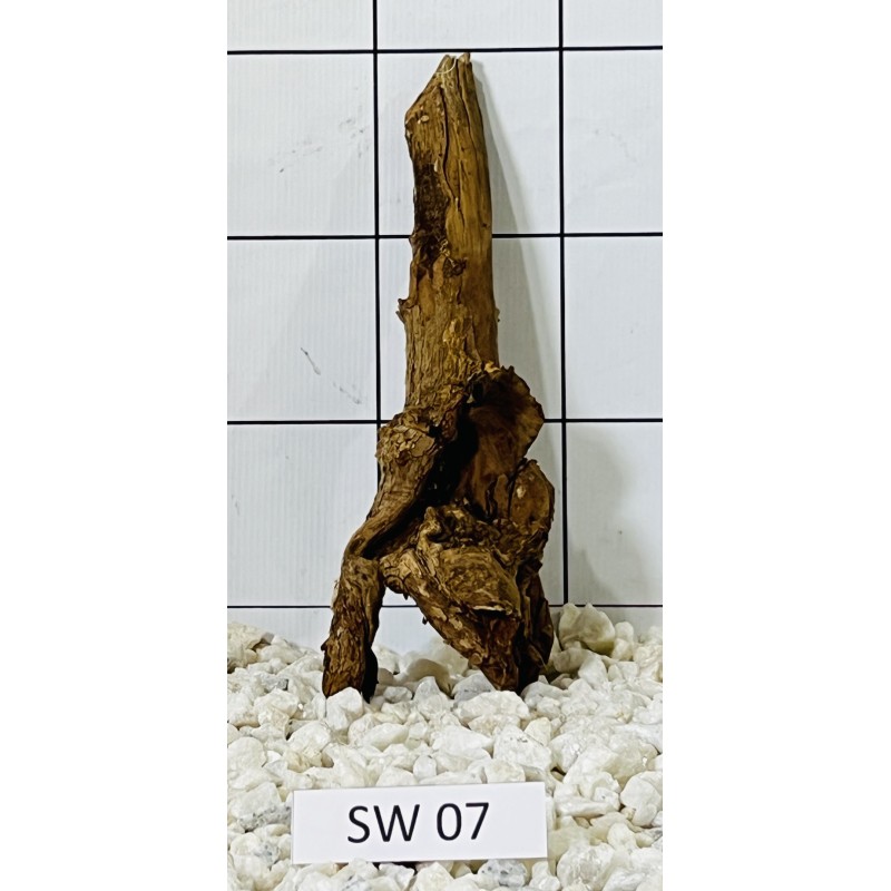 Stump wood 07