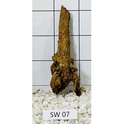 Stump wood 07