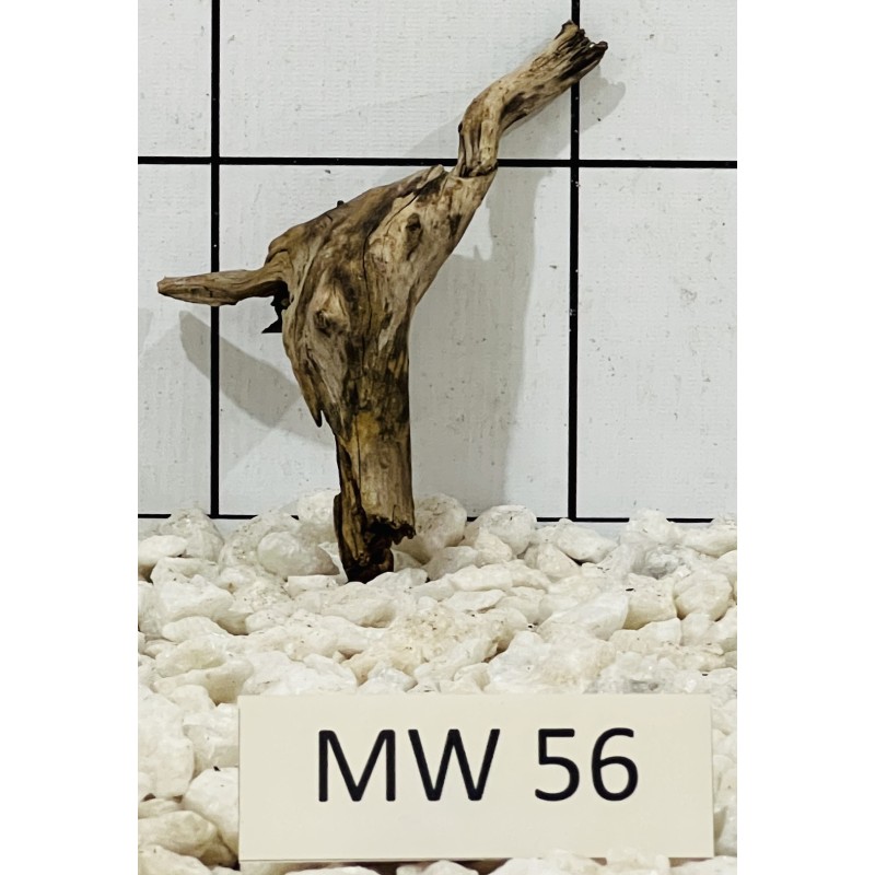 Mangrovewood 56