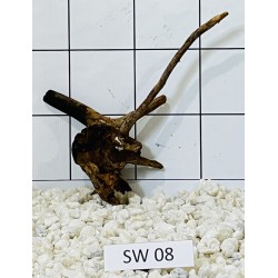 Stump wood 08
