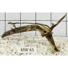 Mangrovewood 65