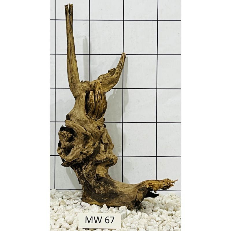 Mangrovewood 67