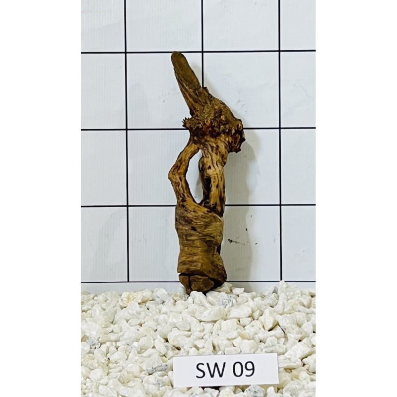 Stump wood 09