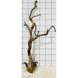Mangrovewood 74