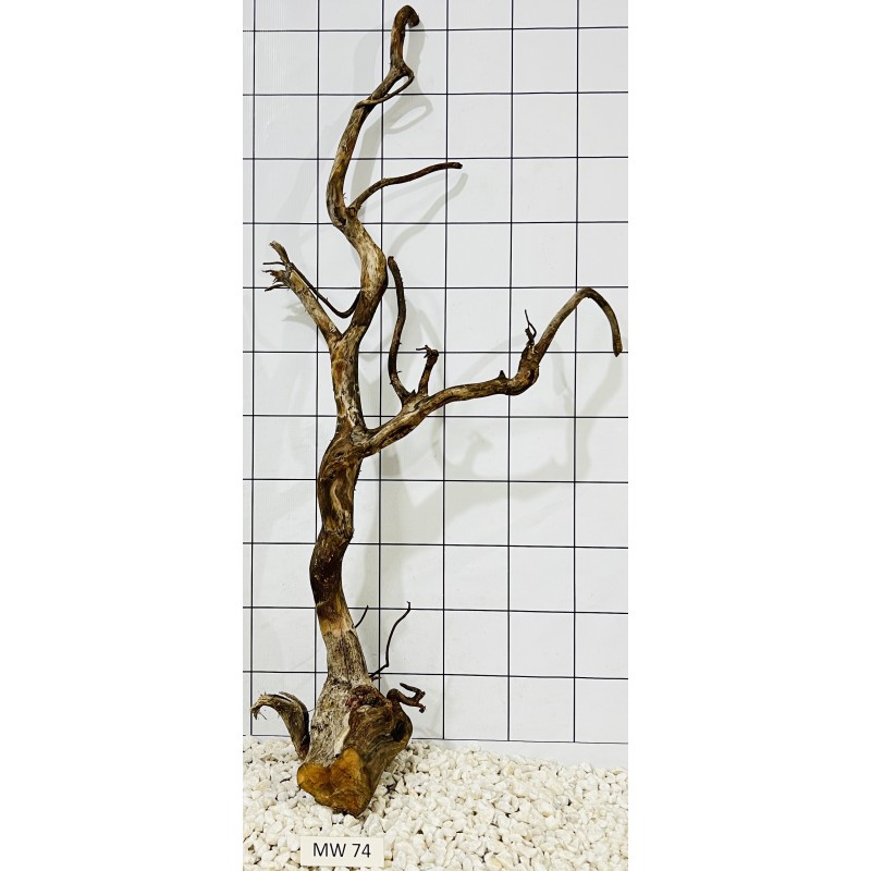 Mangrovewood 74