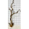 Mangrovewood 74