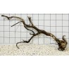Mangrovewood 74