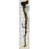 Mangrovewood 74