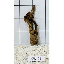 Stump wood 09