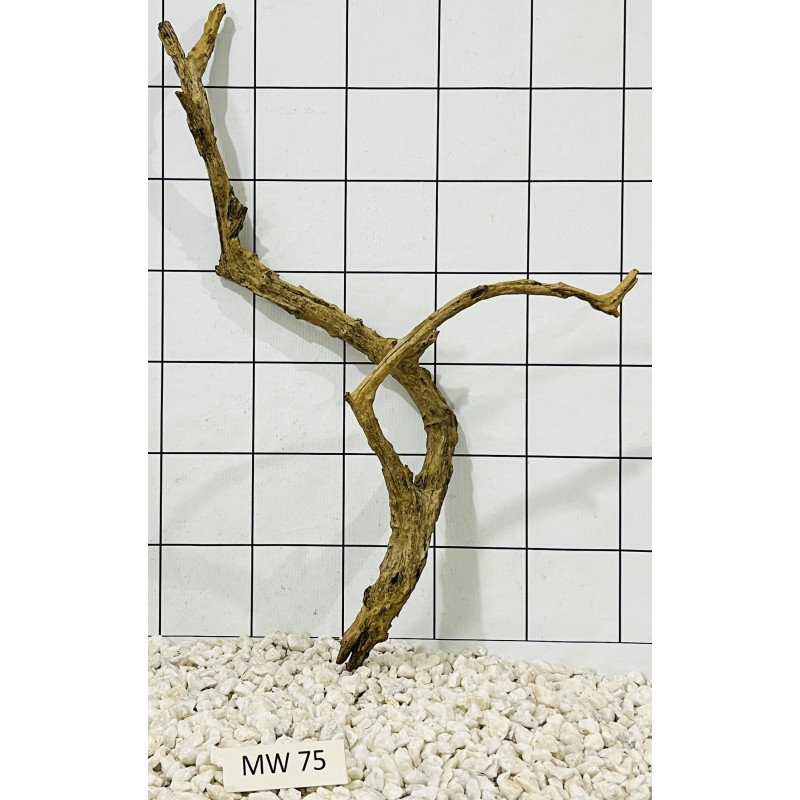 Mangrovewood 75