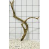 Mangrovewood 75