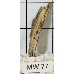 Mangrovewood 77