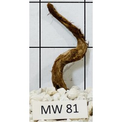 Mangrovewood 81